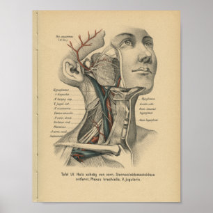 Vintag 1888 deutscher Anatomie Druckfass Neck Poster