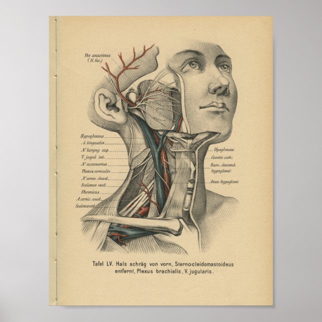 Vintag 1888 deutscher Anatomie Druckfass Neck Poster (Vorne)