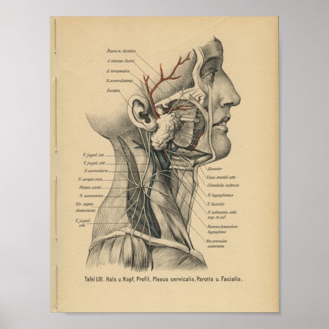 Vintag 1888 deutscher Anatomie Druckkopf Neck Poster (Vorne)
