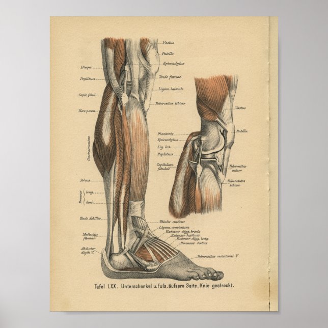 Vintag 1888 Deutscher Anatomie Druckleg Foot Poster (Vorne)