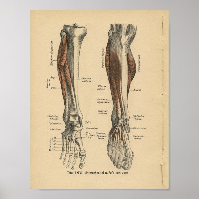 Vintag 1888 Deutscher Anatomie Druckleg Foot Poster (Vorne)