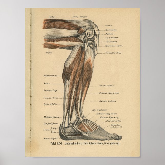 Vintag 1888 Deutscher Anatomie Druckleg Foot Poster (Vorne)