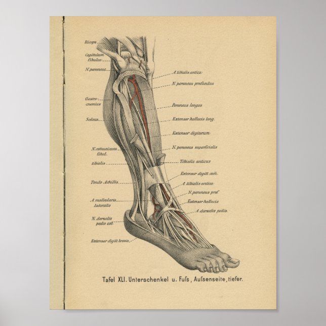 Vintag 1888 Deutscher Anatomie Druckleg Foot Poster (Vorne)