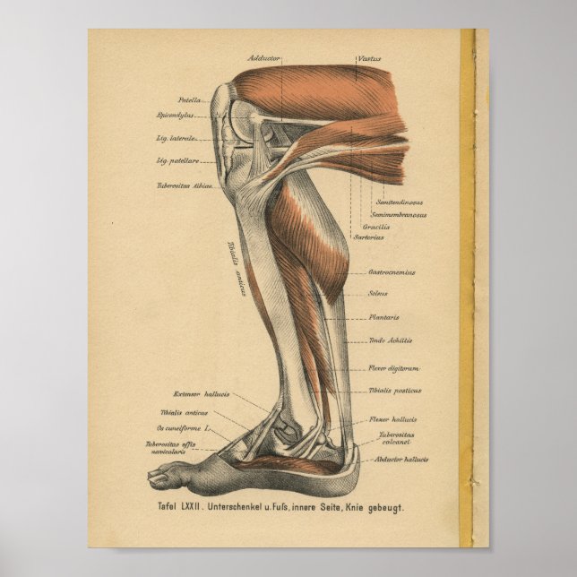 Vintag 1888 Deutscher Anatomie Druckleg Foot Poster (Vorne)