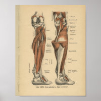 Vintag 1888 Deutscher Anatomie Druckleg Foot
