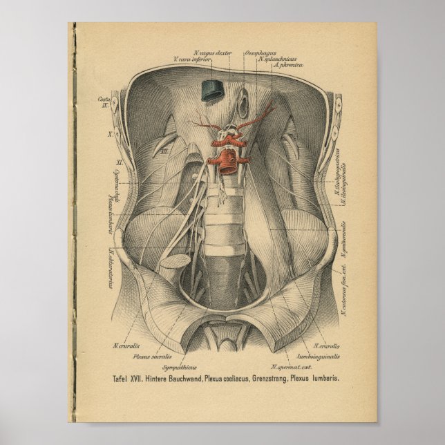 Vintag 1888 deutscher Anatomie Print Abdomen Poster (Vorne)