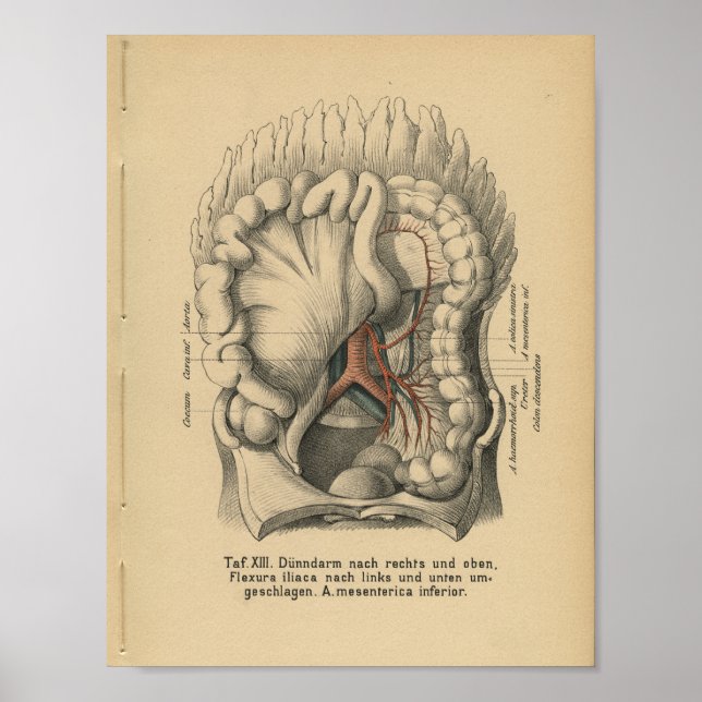 Vintag 1888 deutscher Anatomie Print Abdomen Poster (Vorne)