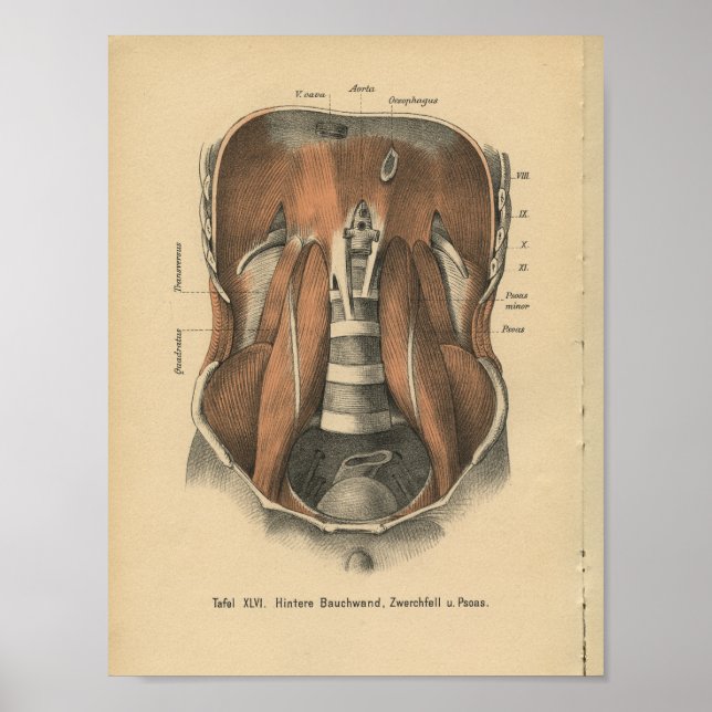 Vintag 1888 deutscher Anatomie Print Abdomen Poster (Vorne)