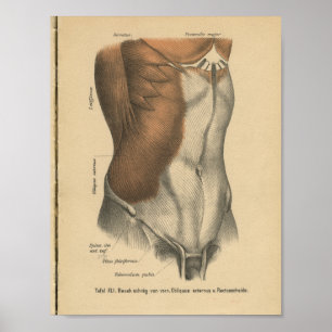 Vintag 1888 deutscher Anatomie Print Abdomen Poster