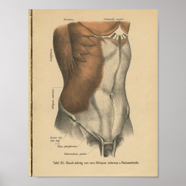 Vintag 1888 deutscher Anatomie Print Abdomen Poster (Vorne)