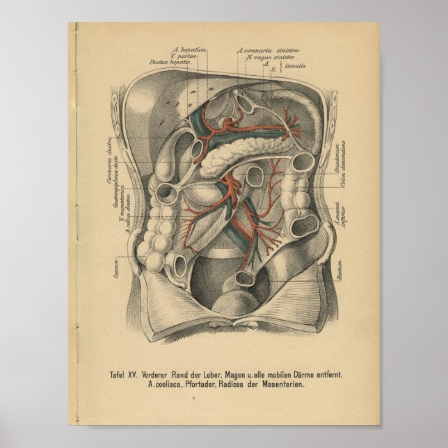 Vintag 1888 deutscher Anatomie Print Abdomen Poster (Vorne)