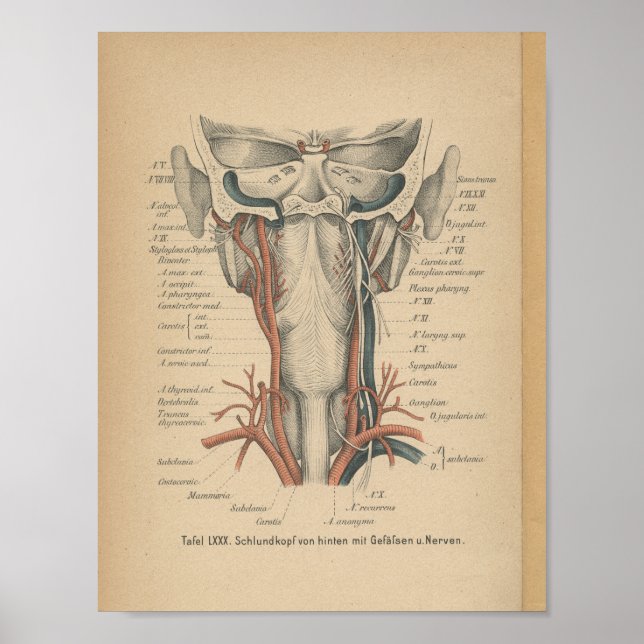 Vintag 1888 deutscher Anatomie Print Neck Poster (Vorne)