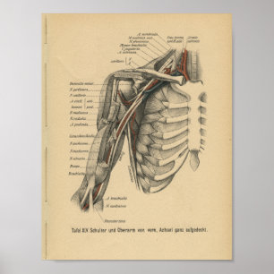 Vintag 1888 deutscher Anatomie - Schulterarm Poster