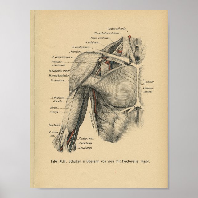 Vintag 1888 deutscher Anatomie - Schulterarm Poster (Vorne)