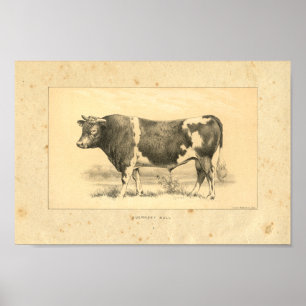 Vintag 1888 Guernsey Bull Print Poster