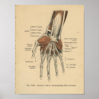 Vintag 1888 Handgelenk für Anatomie