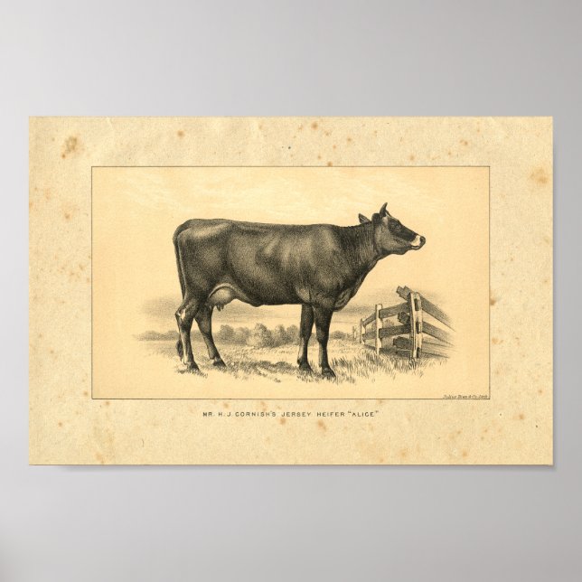 Vintag 1888 Jersey Cow Print Poster (Vorne)