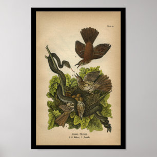 Vintag 1890 Bird Print Brown Thrush Poster