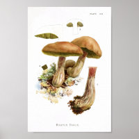 Vintag 1895 Pilze, braun, grüne Kunstdrucke