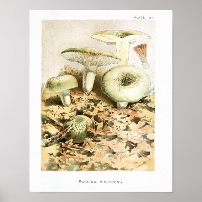 Vintag 1895 Pilze Russula Braun Art Print Poster (Vorne)