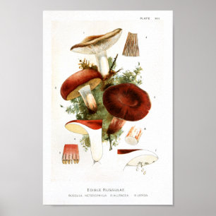 Vintag 1895 Pilze Russula Rote Kunstdrucke Poster