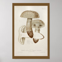 Vintag 1899 Pilze Brown Cap Art Print