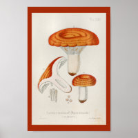 Vintag 1899 Pilze Rote Orangenkunst Print