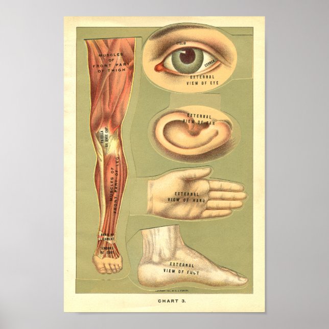 Vintag 1901 Human Anatomy Print Poster (Vorne)