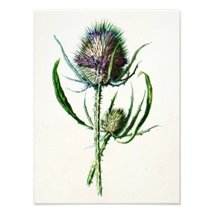 Vintag 1902 Old Scottish Thistle Wild Blume Fotodruck