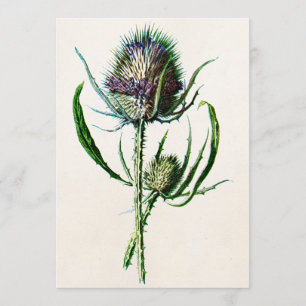 Vintag 1902 Old Scottish Thistle Wild Blume Karte