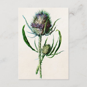 Vintag 1902 Old Scottish Thistle Wild Blume Karte