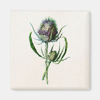 Vintag 1902 Old Scottish Thistle Wild Blume