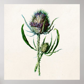 Vintag 1902 Old Scottish Thistle Wild Blume Poster