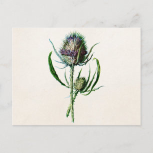 Vintag 1902 Old Scottish Thistle Wild Blume Postkarte