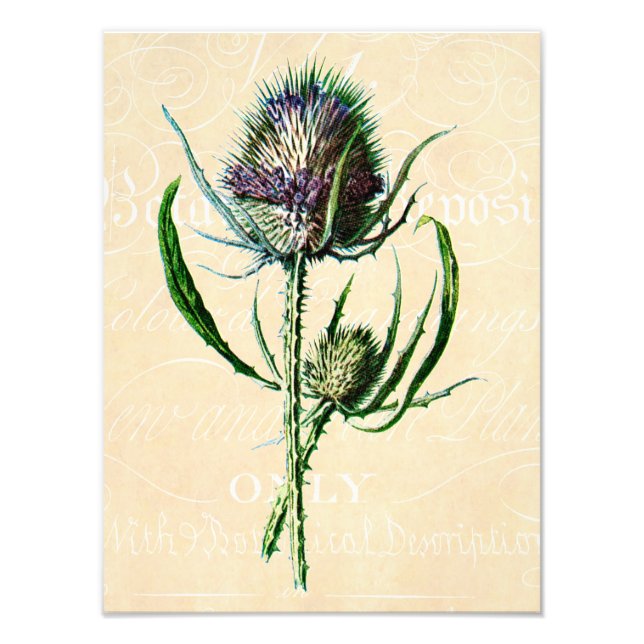 Vintag 1902 Schottische Thistle Antique Wildblume Fotodruck (Vorne)