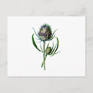 Vintag 1902 Schottische Thistle Antique Wilde Blum Karte