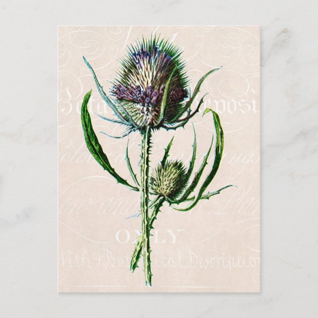 Vintag 1902 Scottish Thistle Old Wild Blume Postkarte (Vorderseite)