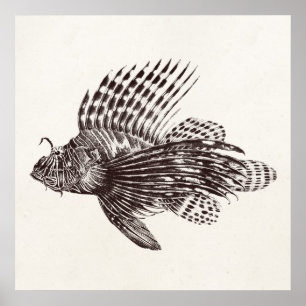 Vintag 1905 Lionfish Scorpionfish Retro Löwenfisch Poster
