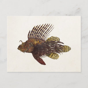 Vintag 1905 Lionfish Scorpionfish Retro Löwenfisch Postkarte