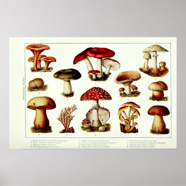 Vintag 1908 Giftige Pilze Poster (Vorne)