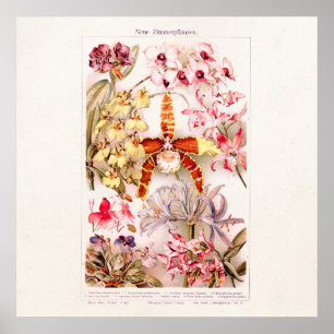 Vintag 1911 Illustration zur rosa Orchideen-Blume Poster