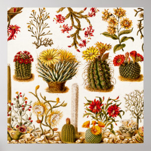 Vintag 1911 Kaktus Blume Alte BlumenIllustration Poster