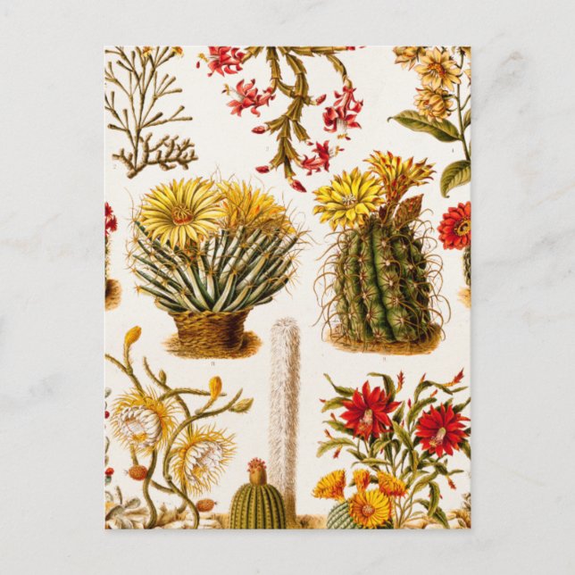 Vintag 1911 Kaktus Blume Alte BlumenIllustration Postkarte (Vorderseite)