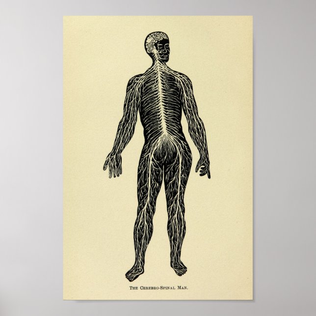 Vintag 1920 Anatomie des Nervensystems Art Print Poster (Vorne)