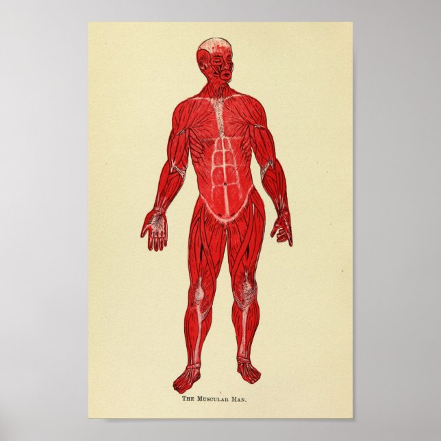 Vintag 1920 Muscle Anatomy Art Print Poster (Vorne)