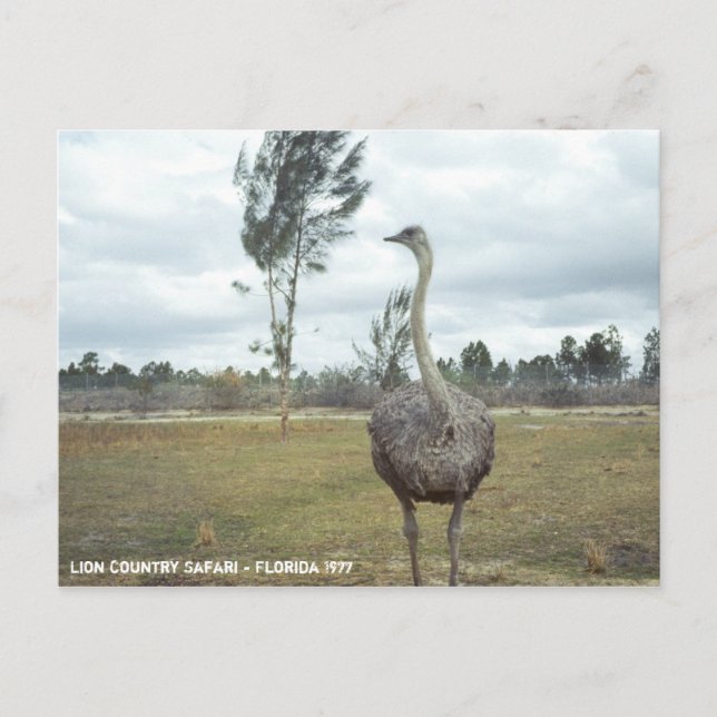 Vintag 1977 Ostrich Safari Postkarte (Vorderseite)