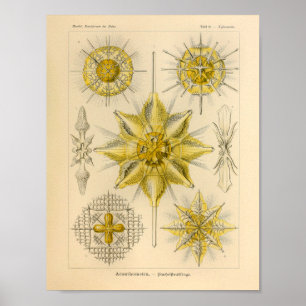 Vintag Acanthometra Color Ernst Haeckel Print Poster