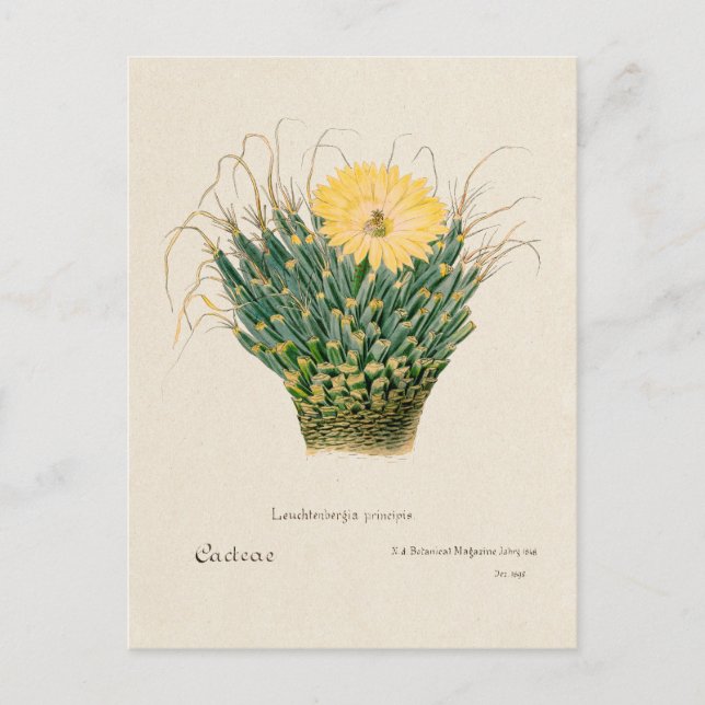 Vintag Agave Cactus Illustration Postkarte (Vorderseite)