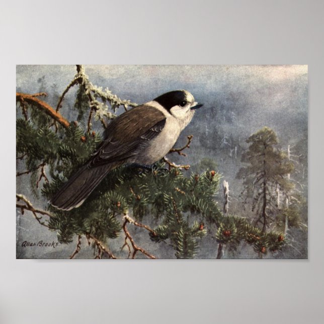Vintag Allan Brooks Gray Jay Poster Art (Vorne)