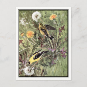 Vintag American Goldfinch - Robert Bruce Horsfall Postkarte